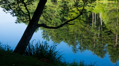 trees reflected in Occom Pond